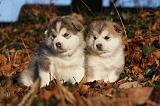 ALASKAN MALAMUTE 570